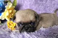 Orange boy, a male Pug for sale in Kingwood, WV – Photo 5 of 5