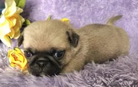 Orange boy, a male Pug for sale in Kingwood, WV – Photo 3 of 5