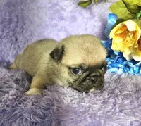 Orange boy, a male Pug for sale in Kingwood, WV – Photo 4 of 5