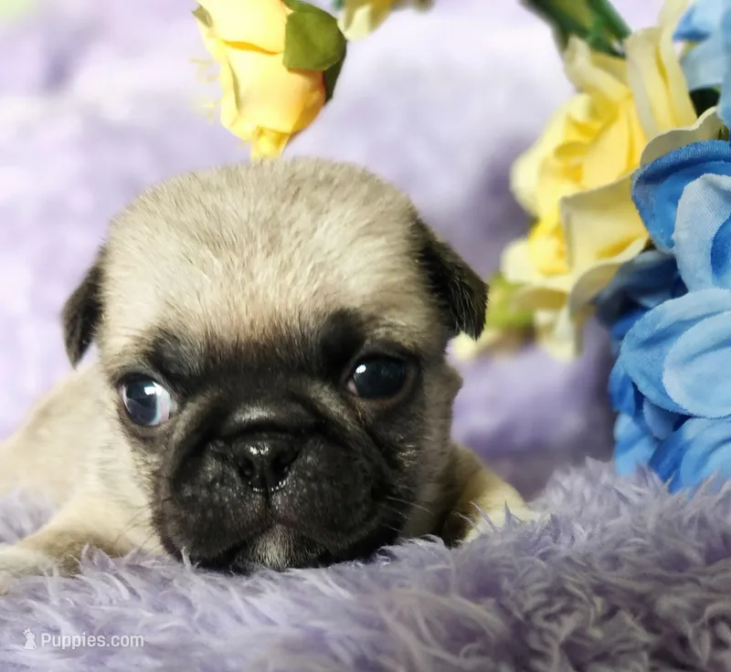 Orange boy – Pug puppy for sale in Kingwood, WV