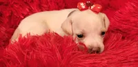 Allie, a female Chihuahua for sale in Kingwood, WV – 3 of 4