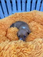 Patsy , a female Dachshund and Chihuahua for sale in Kingwood, WV – 2 of 9