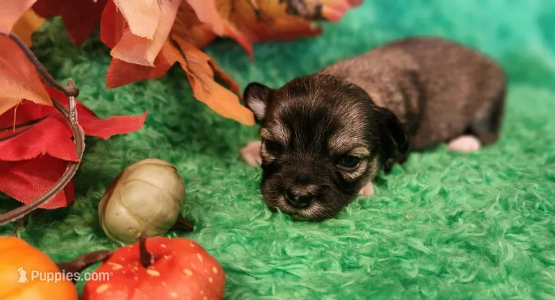 Girl 2 – Chihuahua puppy for sale in Kingwood, WV