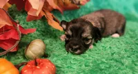 Girl 2, a male Chihuahua for sale in Kingwood, WV – 1 of 4