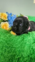 Sofia, a female Labrador Retriever for sale in Kingwood, WV – 4 of 5