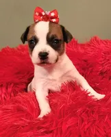 Layla, a female Chihuahua for sale in Kingwood, WV – 3 of 4
