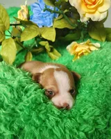 Charlee, a male Chihuahua for sale in Kingwood, WV – 4 of 4