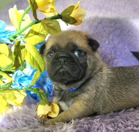Blue boy , a male Pug for sale in Kingwood, WV – Photo 4 of 5
