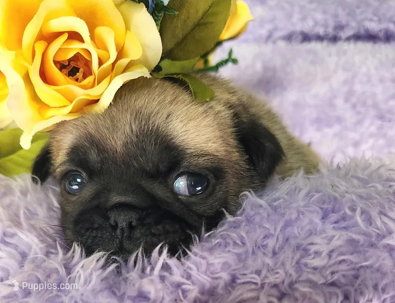 Blue boy  – Pug puppy for sale in Kingwood, WV