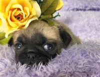 Blue boy , a male Pug for sale in Kingwood, WV – Photo 1 of 5