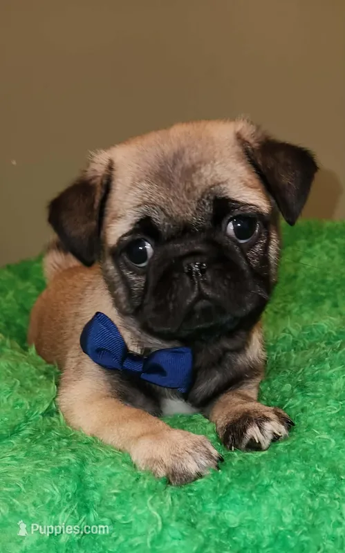 Blue boy  – Pug puppy for sale in Kingwood, WV
