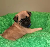 Blue boy , a male Pug for sale in Kingwood, WV – 2 of 9