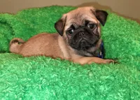 Blue boy , a male Pug for sale in Kingwood, WV – 4 of 9