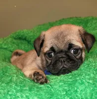 Blue boy , a male Pug for sale in Kingwood, WV – 3 of 9
