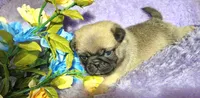 Blue boy , a male Pug for sale in Kingwood, WV – Photo 2 of 5