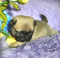 Blue boy , a male Pug for sale in Kingwood, WV – Photo 3 of 5