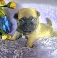 Blue boy , a male Pug for sale in Kingwood, WV – Photo 5 of 5