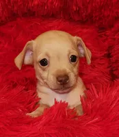 Tator tot, a male Chihuahua for sale in Kingwood, WV – 5 of 9
