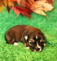 Girl 1, a male Chihuahua for sale in Kingwood, WV – 4 of 4
