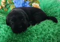 Max, a male Labrador Retriever for sale in Kingwood, WV – 4 of 4