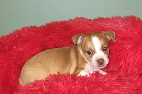 Charlee, a male Chihuahua for sale in Kingwood, WV – 4 of 9