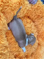 Willie, a male Dachshund and Chihuahua for sale in Kingwood, WV – 6 of 6