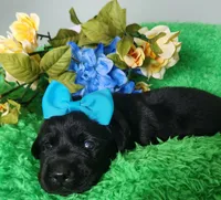 Harlow, a female Labrador Retriever for sale in Kingwood, WV – 4 of 5