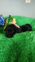 Sofia, a female Labrador Retriever for sale in Kingwood, WV – 3 of 5