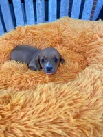 Patsy , a female Dachshund and Chihuahua for sale in Kingwood, WV – 6 of 9