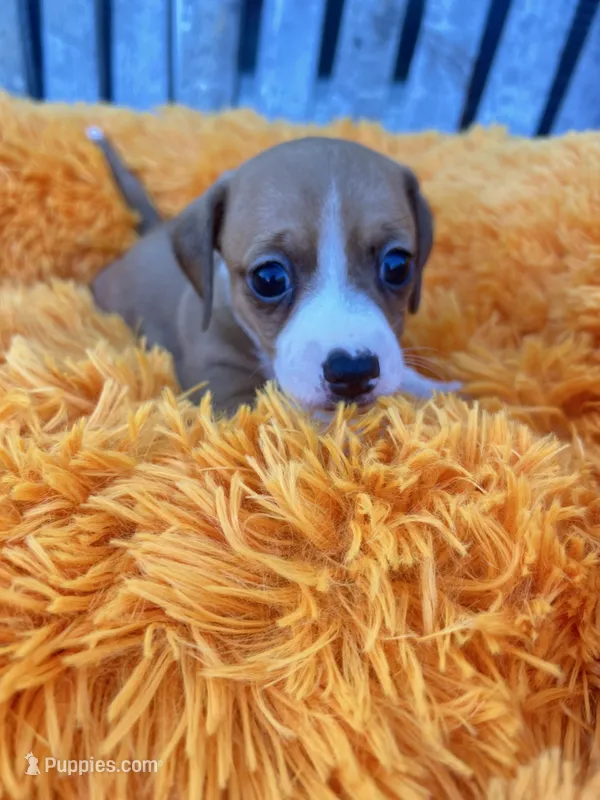 Willie – Dachshund, Chihuahua puppy for sale in Kingwood, WV