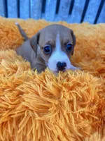 Willie, a male Dachshund and Chihuahua for sale in Kingwood, WV – 1 of 6