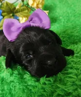 Molly , a female Labrador Retriever for sale in Kingwood, WV – 2 of 4