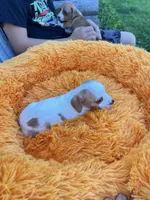 Dolly, a female Dachshund and Chihuahua for sale in Kingwood, WV – 2 of 10