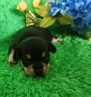 Taco, a male Chihuahua for sale in Kingwood, WV – 4 of 4