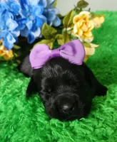 Molly , a female Labrador Retriever for sale in Kingwood, WV – 3 of 4