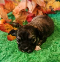 Girl 2, a male Chihuahua for sale in Kingwood, WV – 2 of 4