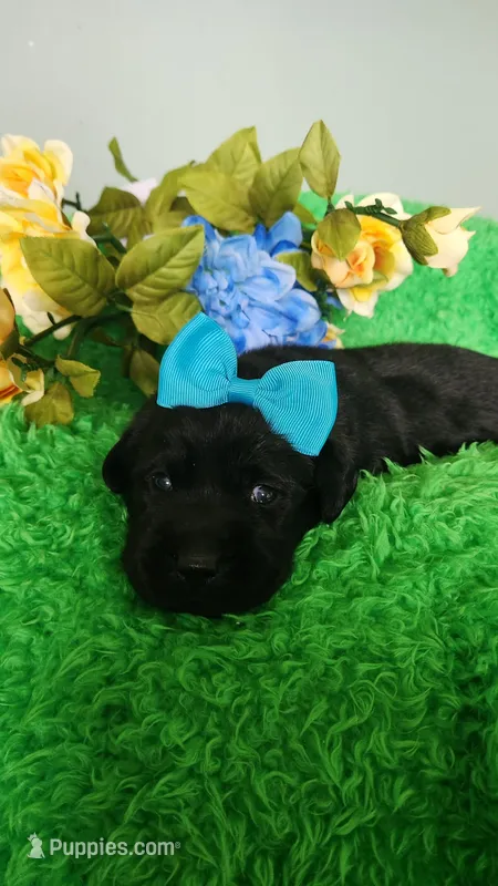 Harlow – Labrador Retriever puppy for sale in Kingwood, WV