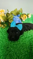 Harlow, a female Labrador Retriever for sale in Kingwood, WV – 1 of 5