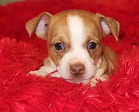 Charlee, a male Chihuahua for sale in Kingwood, WV – 3 of 9