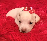 Allie, a female Chihuahua for sale in Kingwood, WV – 2 of 4