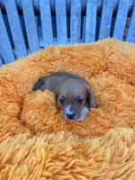 Patsy , a female Dachshund and Chihuahua for sale in Kingwood, WV – 4 of 9