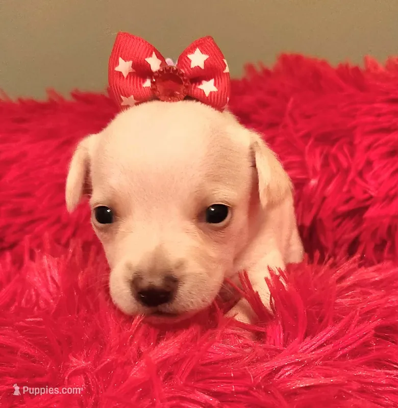 Pink girl – Chihuahua puppy for sale in Kingwood, WV