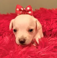 Pink girl, a female Chihuahua for sale in Kingwood, WV – 1 of 4
