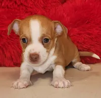 Charlee, a male Chihuahua for sale in Kingwood, WV – 1 of 9