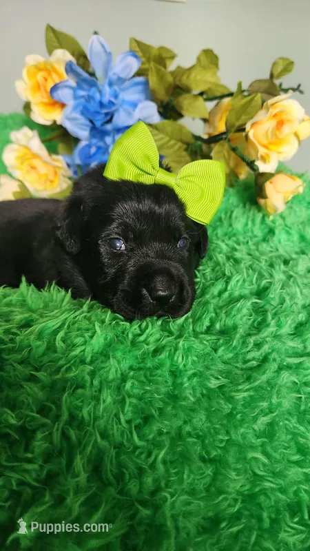 Estella – Labrador Retriever puppy for sale in Kingwood, WV