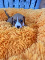 Willie, a male Dachshund and Chihuahua for sale in Kingwood, WV – 4 of 6