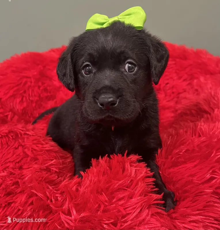 Estella – Labrador Retriever puppy for sale in Kingwood, WV