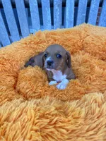 Patsy , a female Dachshund and Chihuahua for sale in Kingwood, WV – 1 of 9