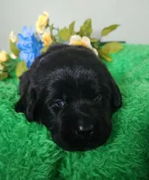 Max, a male Labrador Retriever for sale in Kingwood, WV – 1 of 4