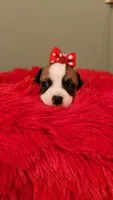 Layla, a female Chihuahua for sale in Kingwood, WV – 4 of 4